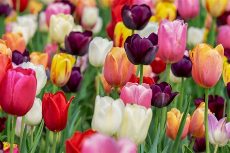 Är tulpaner giftiga för katter